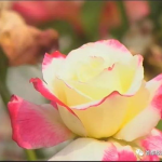 吃瓜网色花,色花背后的故事与真相